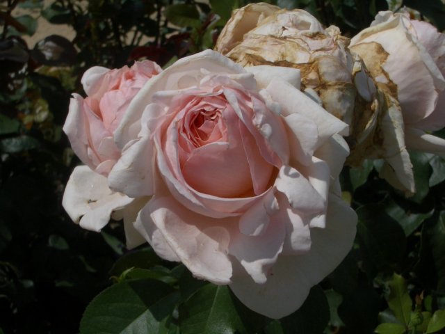 Photograph